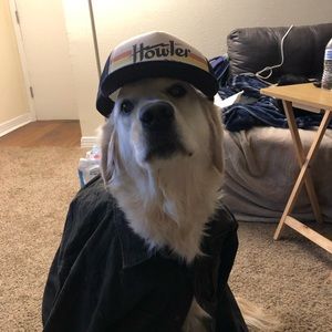 Meet your Posher, Greyson